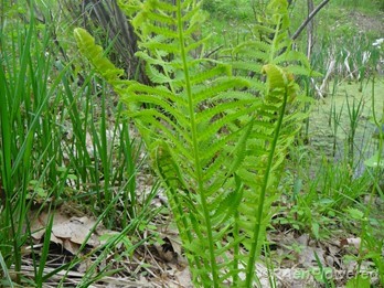 Fern cluster